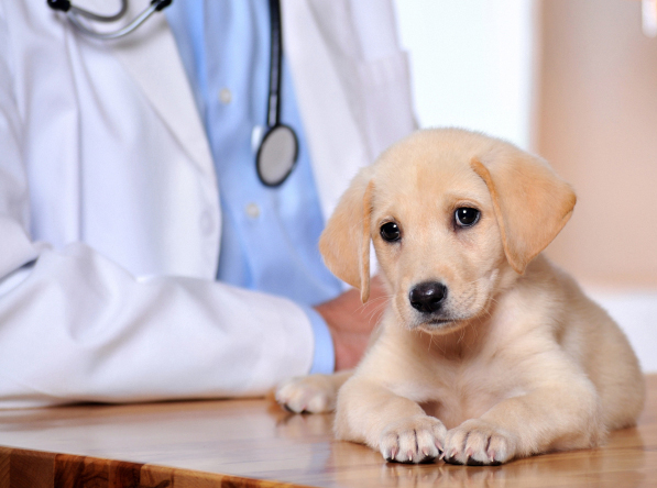 Oldsmar, FL Pet Clinic Insurance